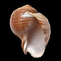 tonna galea 7-2015 3034